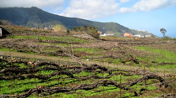 Vinos Valle de la Orotava