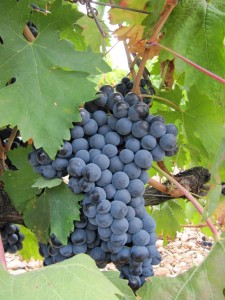 Características de la uva Bobal