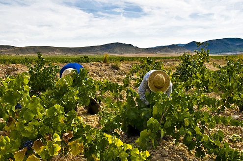 Bodegas Juan Gil