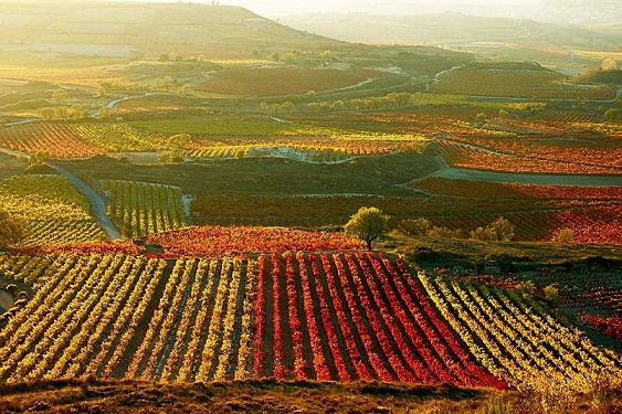 Vinos Rioja